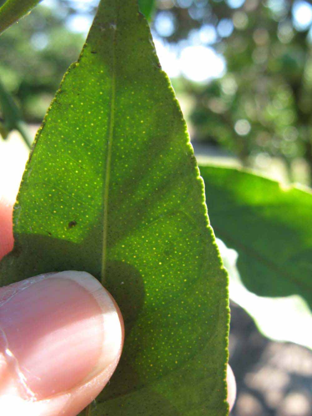              Margin (Winter Haven, FL)       